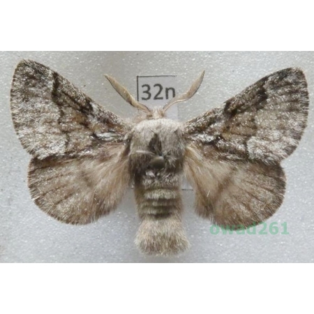 Trichiura crataegi (Linnaeus, 1758) male Czech32n